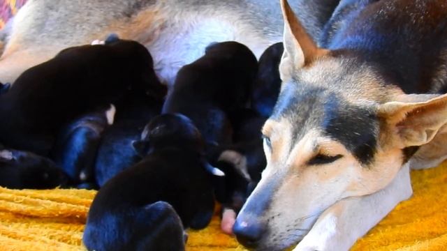 Very very nice day Puppies drink milk with mom clue so lover. смотреть онлайн