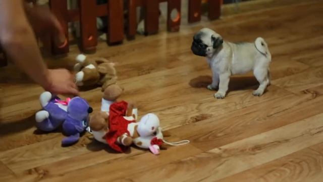 Мирабелла смотреть онлайн