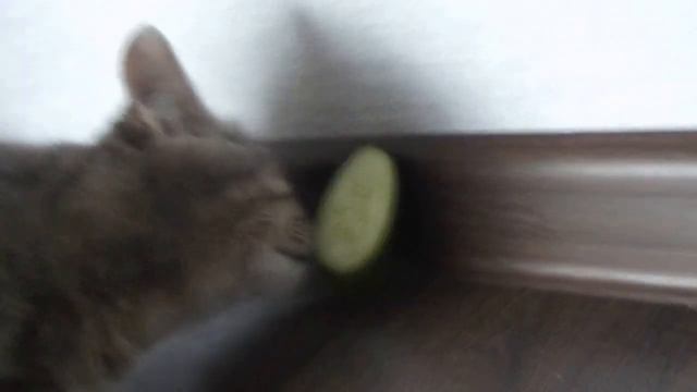 Кот вегетарианец смотреть онлайн