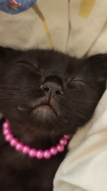 сонная колбаска🖤 Симба🖤 смотреть онлайн