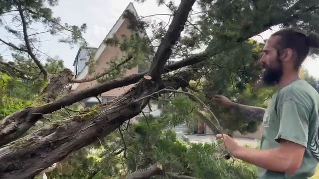 Shaping a Large Old Kaizuka Juniper смотреть онлайн
