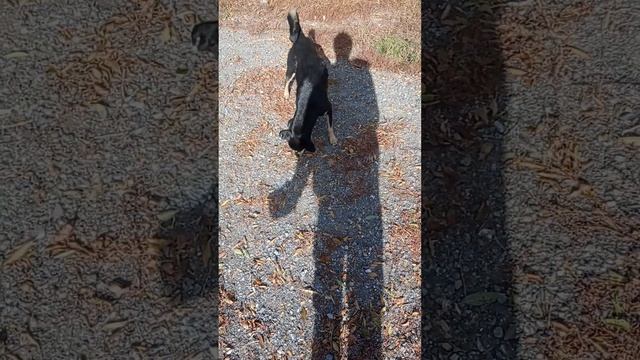 Собачки кушают Хлеб/Село Силино Кемеровская область! смотреть онлайн