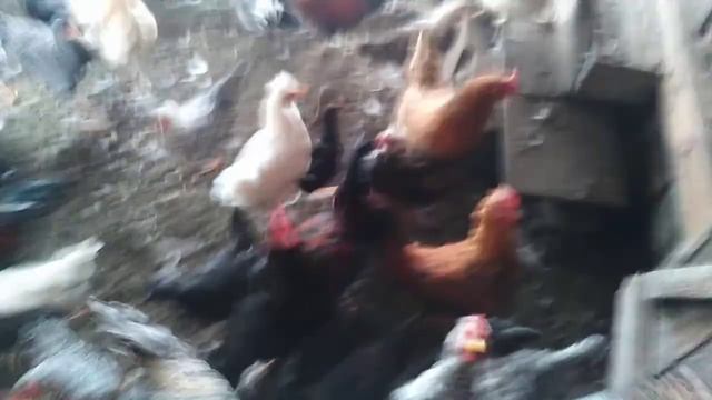 Моё хозяйство гуси, куры, кролики. смотреть онлайн