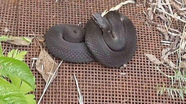 Змея гадюка!