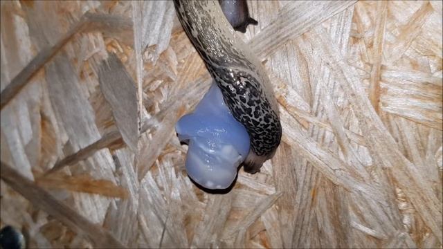 Leopard Slugs Mating (Limax Maximus) 1080p FHD смотреть онлайн