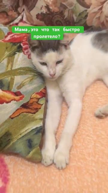 Тебя год уже нет.Лео ,тебе было бы 7 лет.Прости.в этом мире есть жестокие люди🥲💔 смотреть онлайн