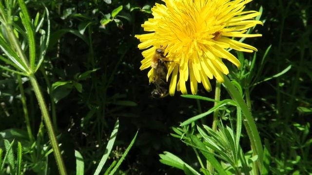 Large Narcissus Fly, the fly that looks like a bee! смотреть онлайн