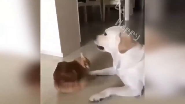 Смешные видео про животных 😄😄 смотреть онлайн