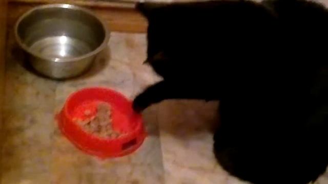 ленивый кот