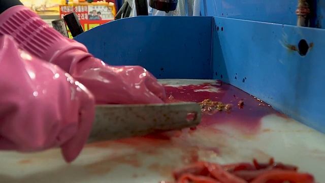 강서 수산시장 / 개불 손질, 개불 회뜨기 / PENIS Fish, Spoon Worm Sashimi - Korean Street Food смотреть онлайн