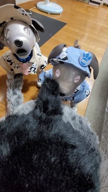 ハッピーとラッキー　フニャフニャ🐾🐾 смотреть онлайн