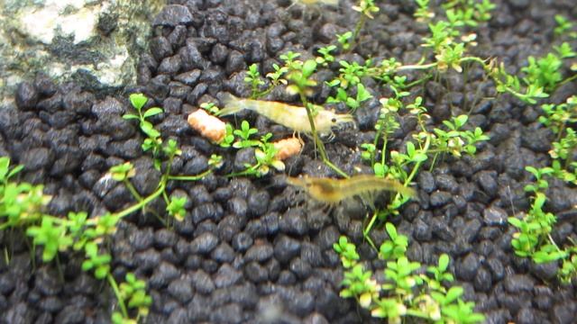 Neocaridina heteropoda var.Yellow.MOV смотреть онлайн