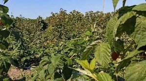 Малина "Полонез"