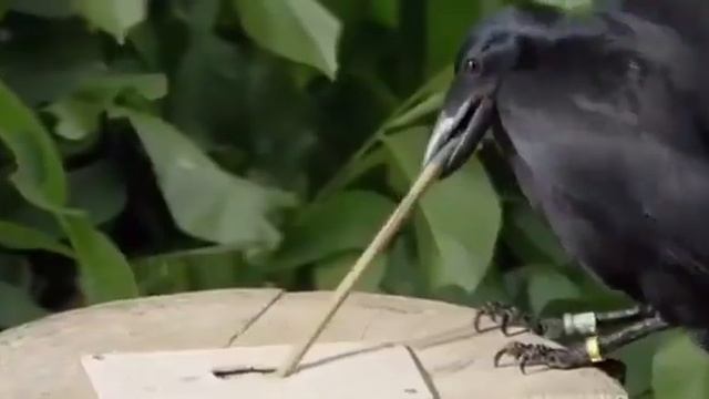 Умный ворон смотреть онлайн