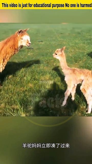 The baby alpaca gets trapped in the hole. #facts #fact #factsinhindi #shortvideo #shorts ikramulfac смотреть онлайн