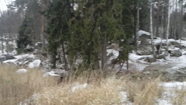 Парк Монрепо 29 11 2014 г смотреть онлайн