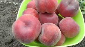 Персик Саджитарія. Peach Sagittaria. Надранній, гарний і смачний сорт