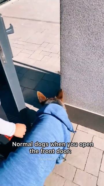 Normal dogs vs Huskies🤣🐕#shorts #dog #doglover #dogs #huskydog смотреть онлайн