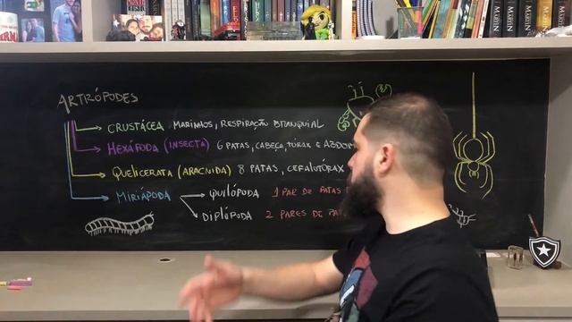 Artrópodes - Os Queridos INSETOS E Um Mundão De Outros Bichos!