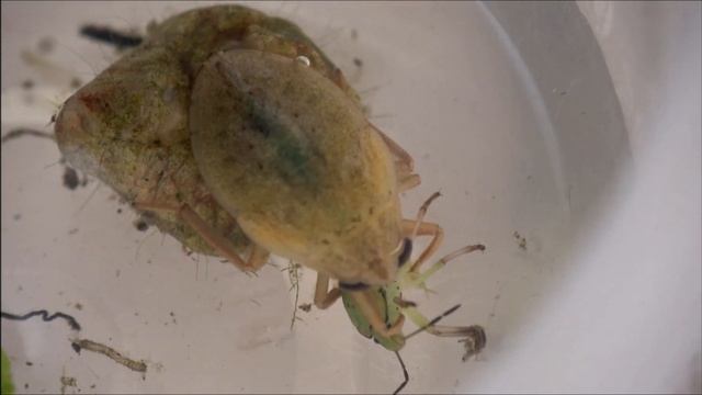 Ferocious water bug larva eats a stink bug смотреть онлайн