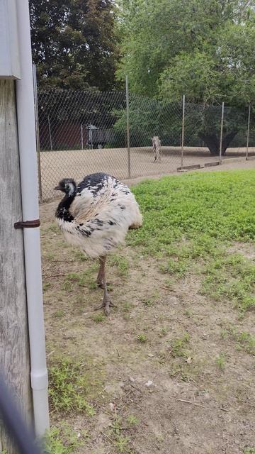 emu walking about #emus #bird #birds #toronto #trending #viral #shortsviral #vlog смотреть онлайн