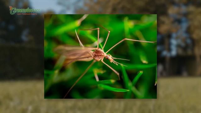 What Are Chafer Grubs & Leather Jackets? - Greensleeves Pendle & Ribble Valley смотреть онлайн