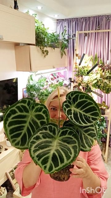 Антуриум сильвер блаш или дораяки