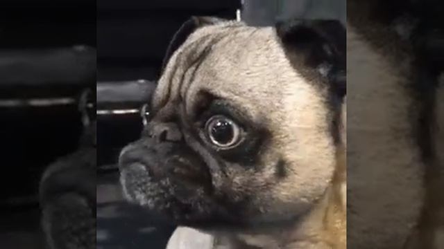 Гогда сегодня контрольная и ты не успел потготовится)) смотреть онлайн