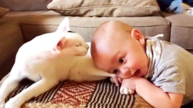 Mлaдeнeц схватил кошку за задние лапы, а дальше произошло что-то невероятное! смотреть онлайн
