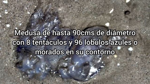 Medusa RHIZOSTOMA PULMO смотреть онлайн