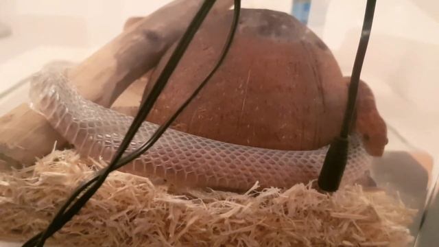 Molting corn snake (pantherophis guttatus) - Serpente del grano fa la muta смотреть онлайн