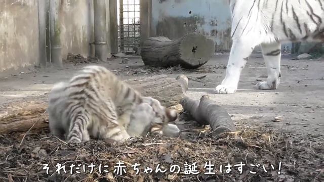 じゃれあいがガチ✊ ホワイトタイガーの三つ子の赤ちゃん（バニラ・メレンゲ・ホイップ）🐾 伊豆アニマルキングダム смотреть онлайн