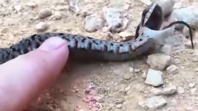 Змея ржот как лошадь 🤣🤣🤣 смотреть онлайн