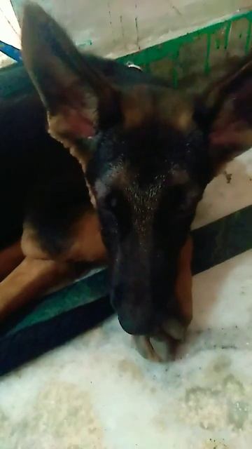 #shortvideo смотреть онлайн