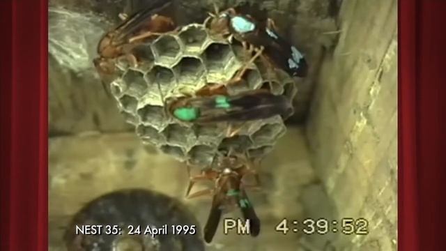 Polistes carolina Nest35 on 24 April 1995 Part 3 of 4 смотреть онлайн