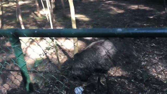 Planet Animal - Emu protects Child teddy, Animal fail