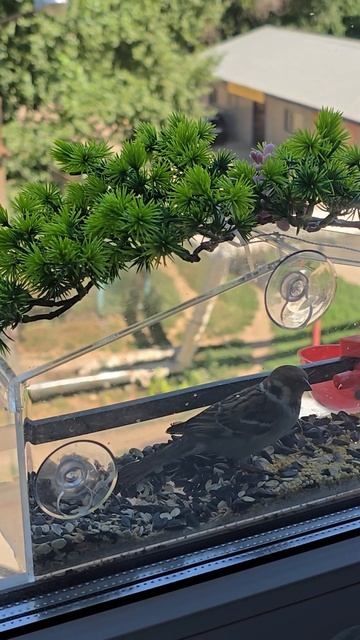 Воробей и синица в прозрачной кормушке! #кормушка #воробей #птицы #синица смотреть онлайн