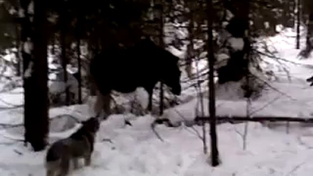 Охота на лося с лайками. смотреть онлайн
