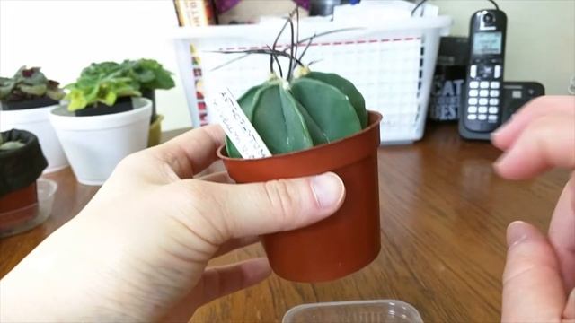 Cacti and Succulent collection смотреть онлайн