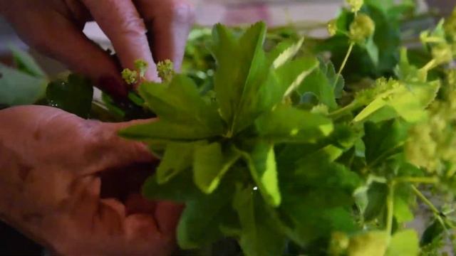 #Isten patikája sorozat: A #népigyógyászat kiváló mestere a #Palástfű@Agis Soulkitchen Recipe Ideas смотреть онлайн