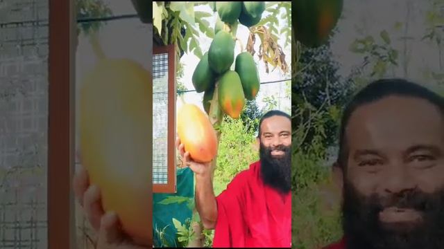Organic Papaya in Acharya Rakumjee Ashram Bangalore Karnataka India. смотреть онлайн