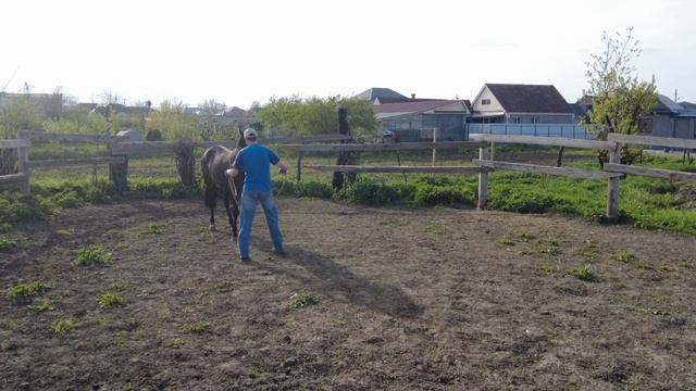 Обучение кобылы кабардинской породы / кабардинская порода лошадей / M-H
