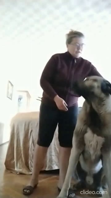 Kangal Вик планово принимает таблетки Inspector