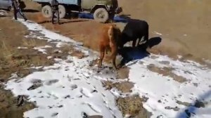 Бежта бои быков. Бежта. Дагестан. 25.01.2020г