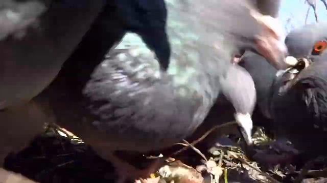 Птицы смотреть онлайн