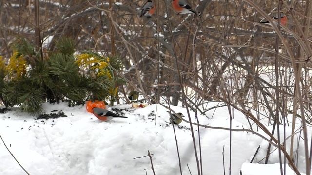Весенний Снегиринг смотреть онлайн
