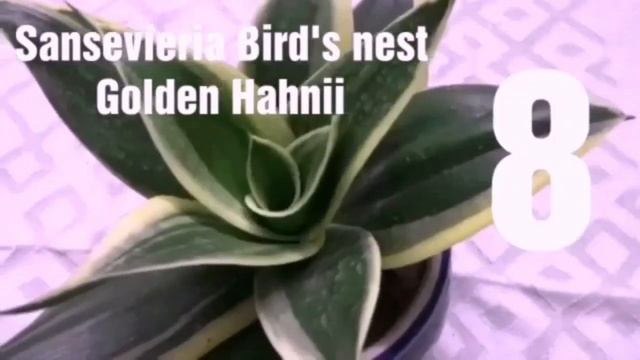 15 Sansevieria/ Snake plants varieties with names from my garden// Best indoor air purifying plants смотреть онлайн