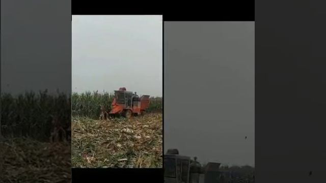 Panen jagung laris di China, mesin penuai jagung, mesin pemetik jagung di Indonesia смотреть онлайн