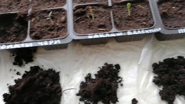 Черри-13 и Валентина в лидерах недели смотреть онлайн