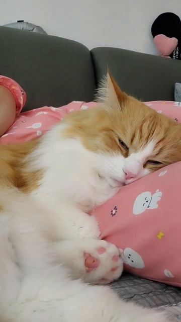 세상 편안한 자세로~~😽#shorts смотреть онлайн